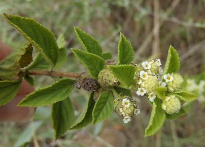 Lippia rehmannii, photographed by Nicola van Berkel