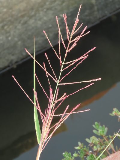 Leptochloa chinensis, photographed by chiuluan