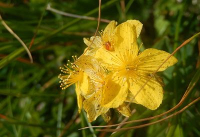Hypericum richeri, photographed by Luca Fornasari