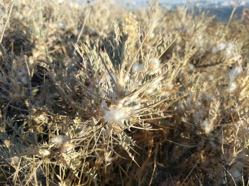 Astragalus bethlehemiticus, photographed by Aryeh