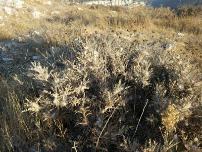 Astragalus bethlehemiticus, photographed by Aryeh