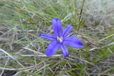 Brodiaea coronaria, photographed by Mara Christensen
