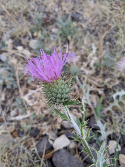 Cirsium wheeleri, photographed by Rachel Stringham