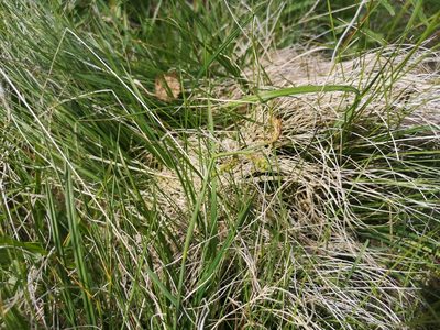 Carex vaginata, photographed by Jens-Christian Svenning