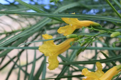 Astianthus viminalis, photographed by Eugenio Padilla