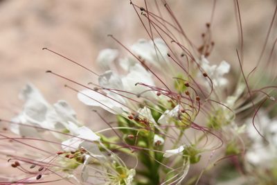 Cleome uniglandulosa, photographed by Eugenio Padilla