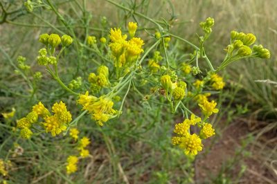 Hymenothrix wislizeni, photographed by Andrew Tree