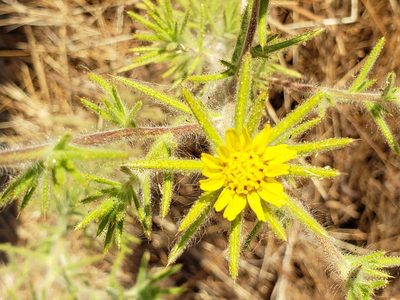 Centromadia fitchii, photographed by Mary K. Hanson