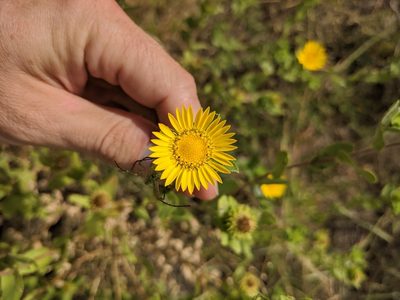 Grindelia adenodonta, photographed by Cleveland Powell