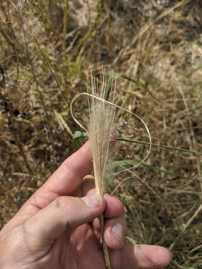 Leptochloa pluriflora, photographed by Cleveland Powell