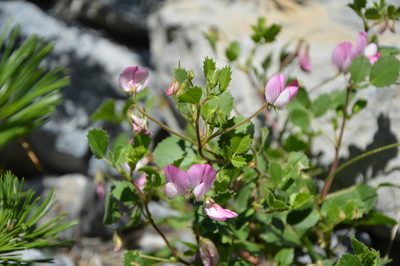 Ononis rotundifolia, photographed by Donald Davesne