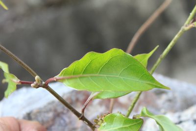 Ruehssia zimapanica, photographed by Eugenio Padilla