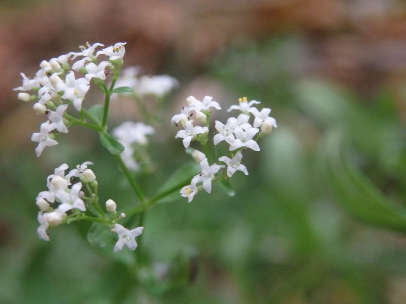 Trichogalium broterianum, photographed by Carminda Santos