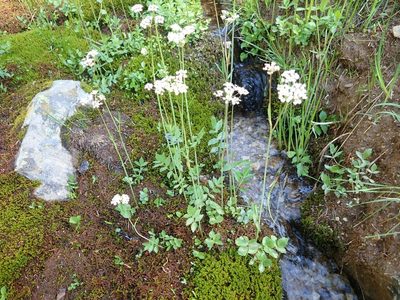 Oxypolis fendleri, photographed by Sue Janssen