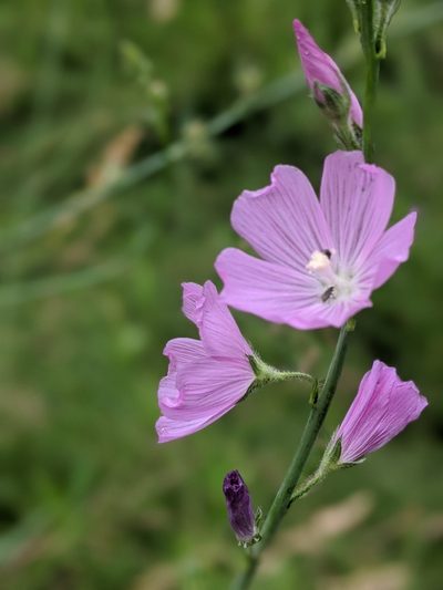 Sidalcea neomexicana, photographed by Rachel Stringham