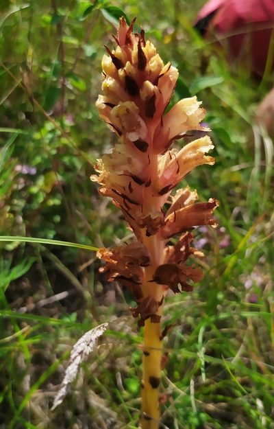 Orobanche centaurina, photographed by carnifex