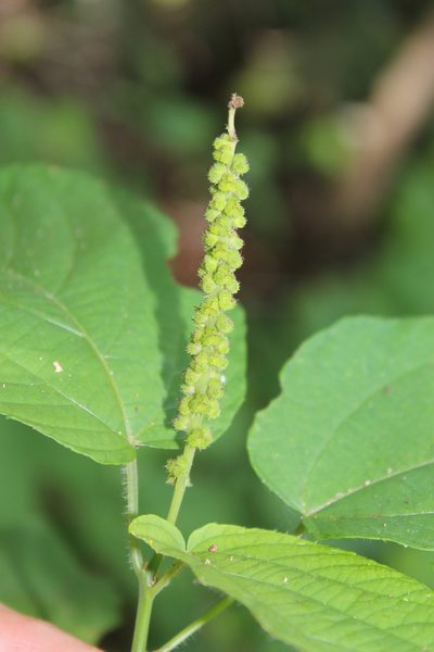 Acalypha cincta, photographed by Viacheslav Shalisko