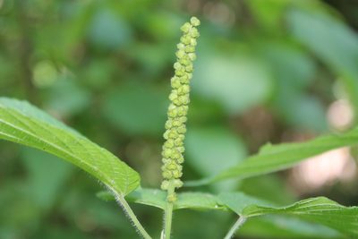 Acalypha cincta, photographed by Viacheslav Shalisko