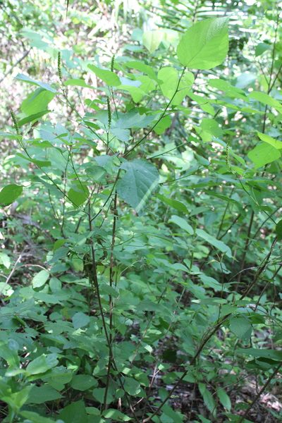 Acalypha cincta, photographed by Viacheslav Shalisko