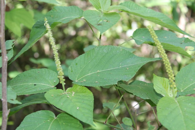 Acalypha cincta, photographed by Viacheslav Shalisko