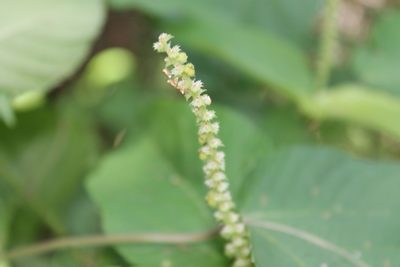 Acalypha cincta, photographed by Viacheslav Shalisko