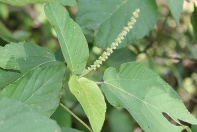 Acalypha cincta, photographed by Viacheslav Shalisko