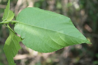 Acalypha cincta, photographed by Viacheslav Shalisko