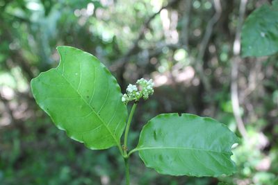 Psychotria horizontalis, photographed by Viacheslav Shalisko