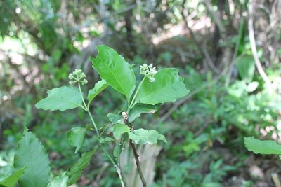 Psychotria horizontalis, photographed by Viacheslav Shalisko