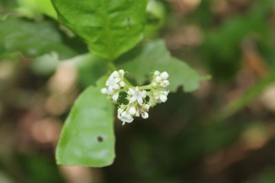 Psychotria horizontalis, photographed by Viacheslav Shalisko