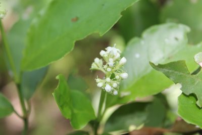 Psychotria horizontalis, photographed by Viacheslav Shalisko