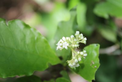 Psychotria horizontalis, photographed by Viacheslav Shalisko
