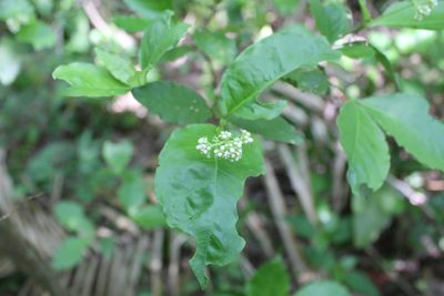 Psychotria horizontalis, photographed by Viacheslav Shalisko