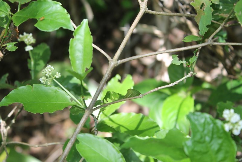 Psychotria horizontalis, photographed by Viacheslav Shalisko