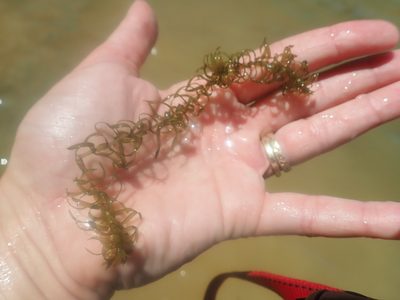 Elodea nuttallii, photographed by Natalie Waddell-Rutter