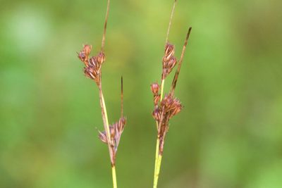 Juncus dudleyi, photographed by Owen Strickland