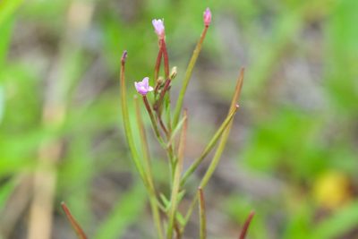 Epilobium parviflorum, photographed by Owen Strickland