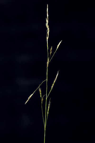 Piptatheropsis micrantha, photographed by Craig Martin