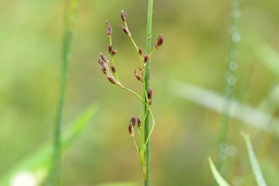 Juncus balticus, photographed by Owen Strickland