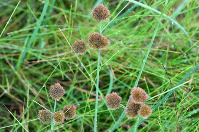Juncus torreyi, photographed by Owen Strickland