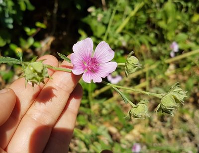 Althaea cannabina, photographed by anasacuta