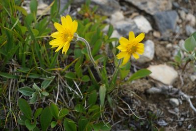 Arnica angustifolia, photographed by Spencer Quayle