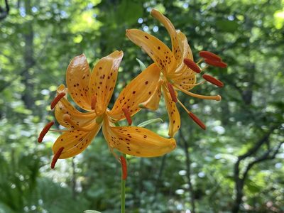 Lilium distichum, photographed by Nadezhda Bortnikova