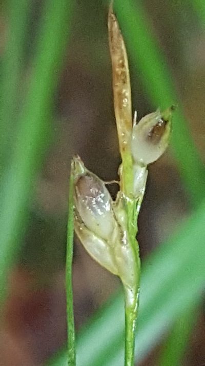 Carex novae-angliae, photographed by Norma Malinowski