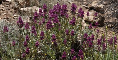 Salvia pachyphylla, photographed by desertnaturalist