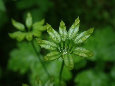 Coptis occidentalis, photographed by Nolan Exe