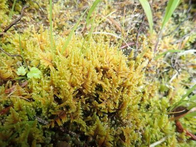 Calliergonellopsis dieckii, photographed by Randal