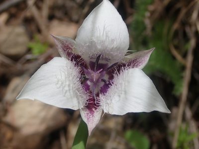 Calochortus elegans, photographed by Nolan Exe