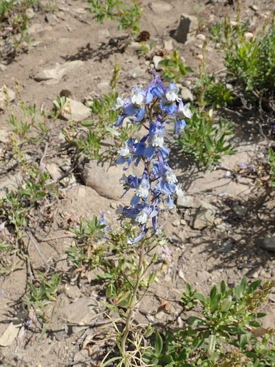 Delphinium lineapetalum, photographed by John Brew