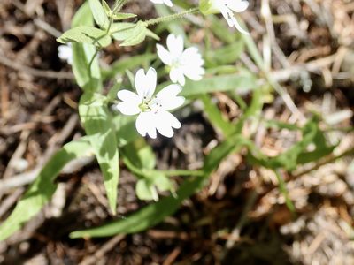 Torreyostellaria jamesiana, photographed by John Brew